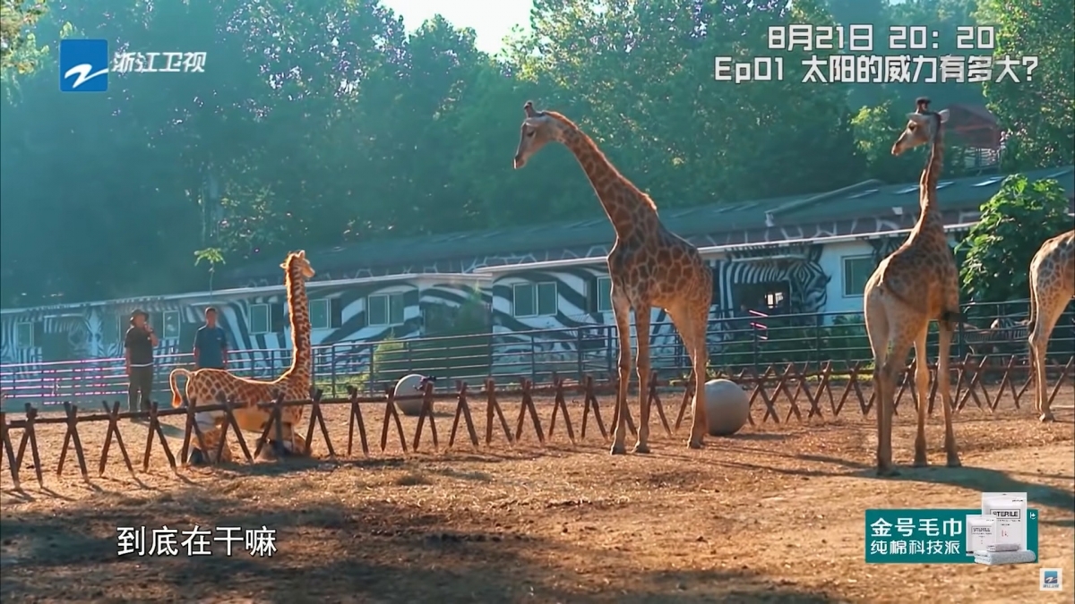 王嘉爾王嘉爾在進行這項艱鉅的任務時更不小心跌倒,長頸鹿的腿突然不合理地跪下