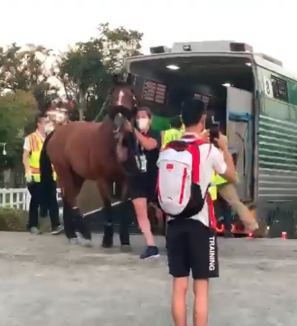 今屆因應疫情,每隻馬匹都會接受新冠肺炎檢查。作為運動選手的拍檔
