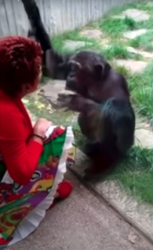 比利時一所動物園卻竟然上演一場「人猩戀」?