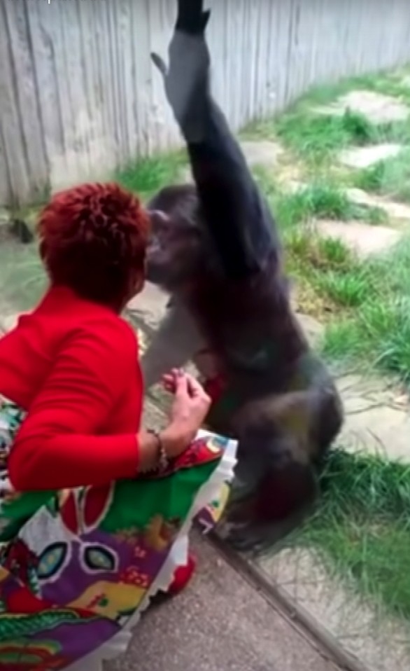 他們總是隔着玻璃對望,甚至親吻!