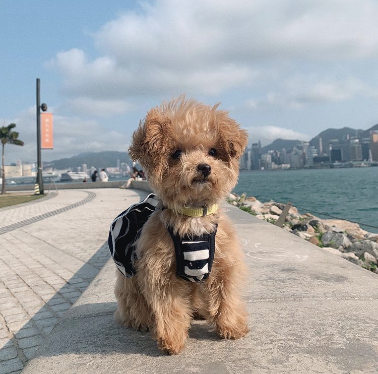 更何況是走在馬路邊,亦有走失狗狗的風險