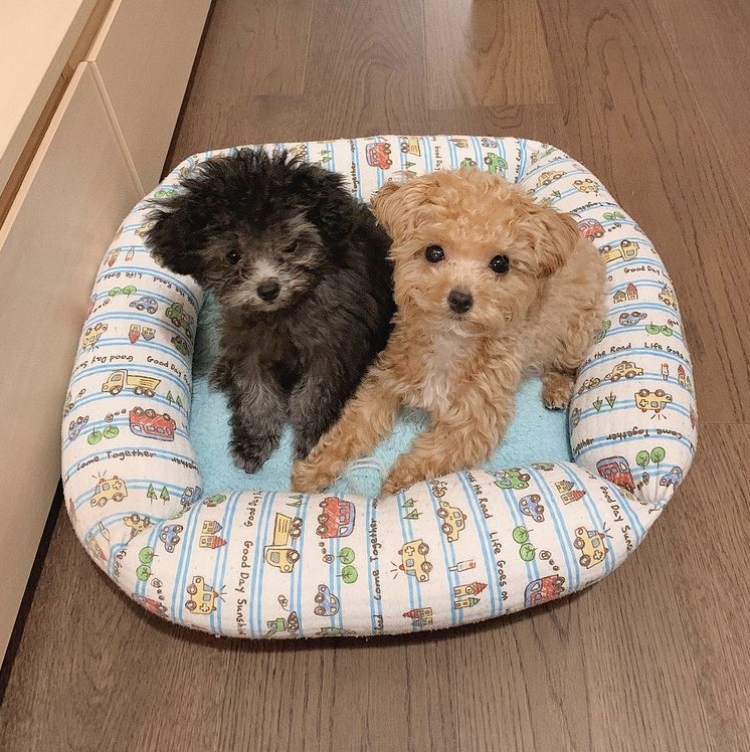 雖然蔡嘉欣事後亦有解釋該朋友是狗店店主