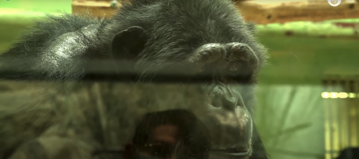 動物園得悉這段「跨物種戀情」後都不忍謝絕Adie的探訪~