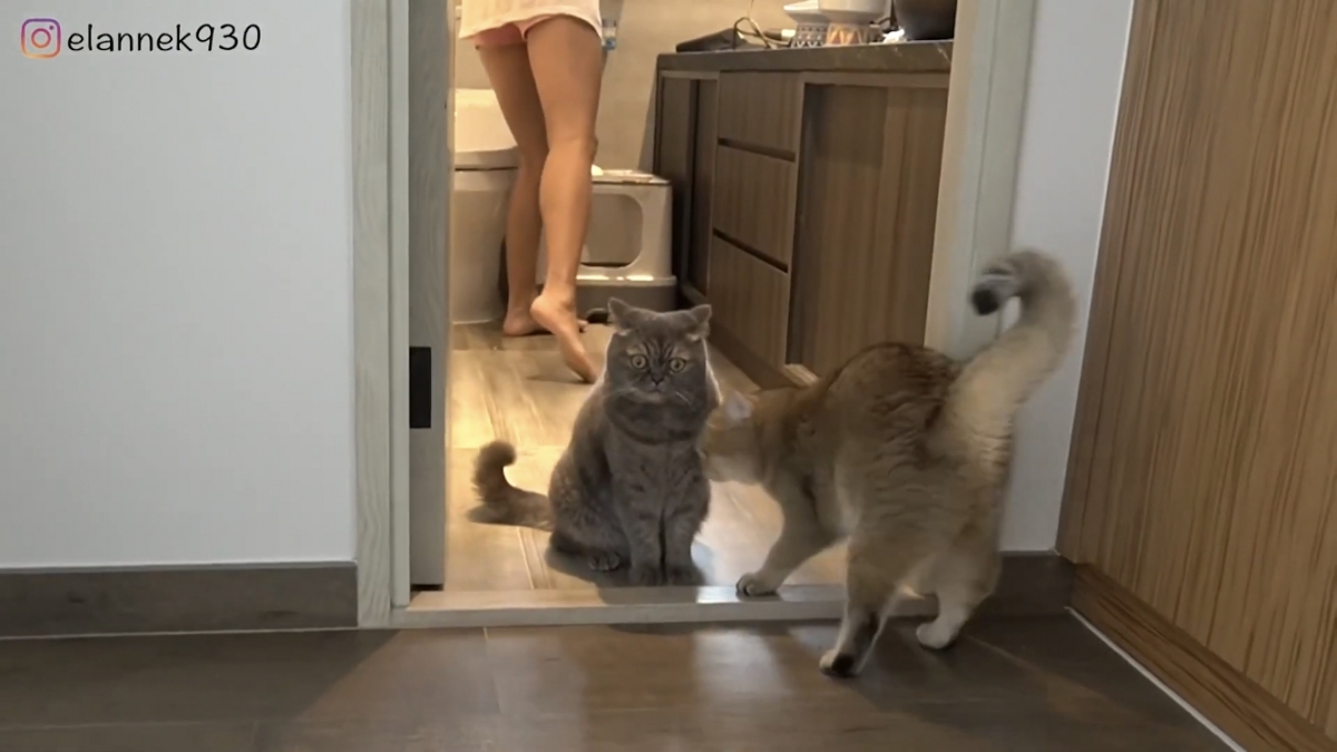 有一大個長型洗手盆連組合櫃,可作收納之餘,又有充足位置梳洗,好比五星級酒店的洗手間!