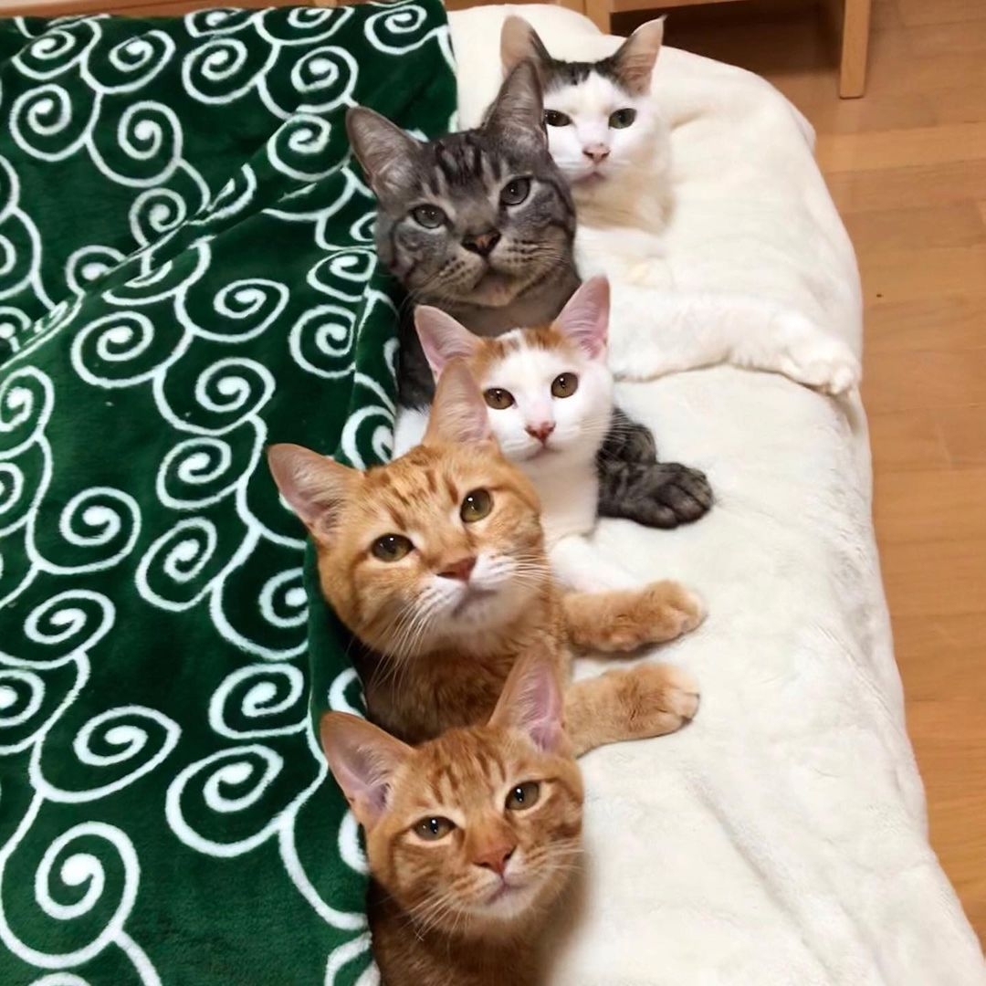 日本一位博主 kibimomo 家中養了6隻貓貓,每一隻都又乖又粘人。