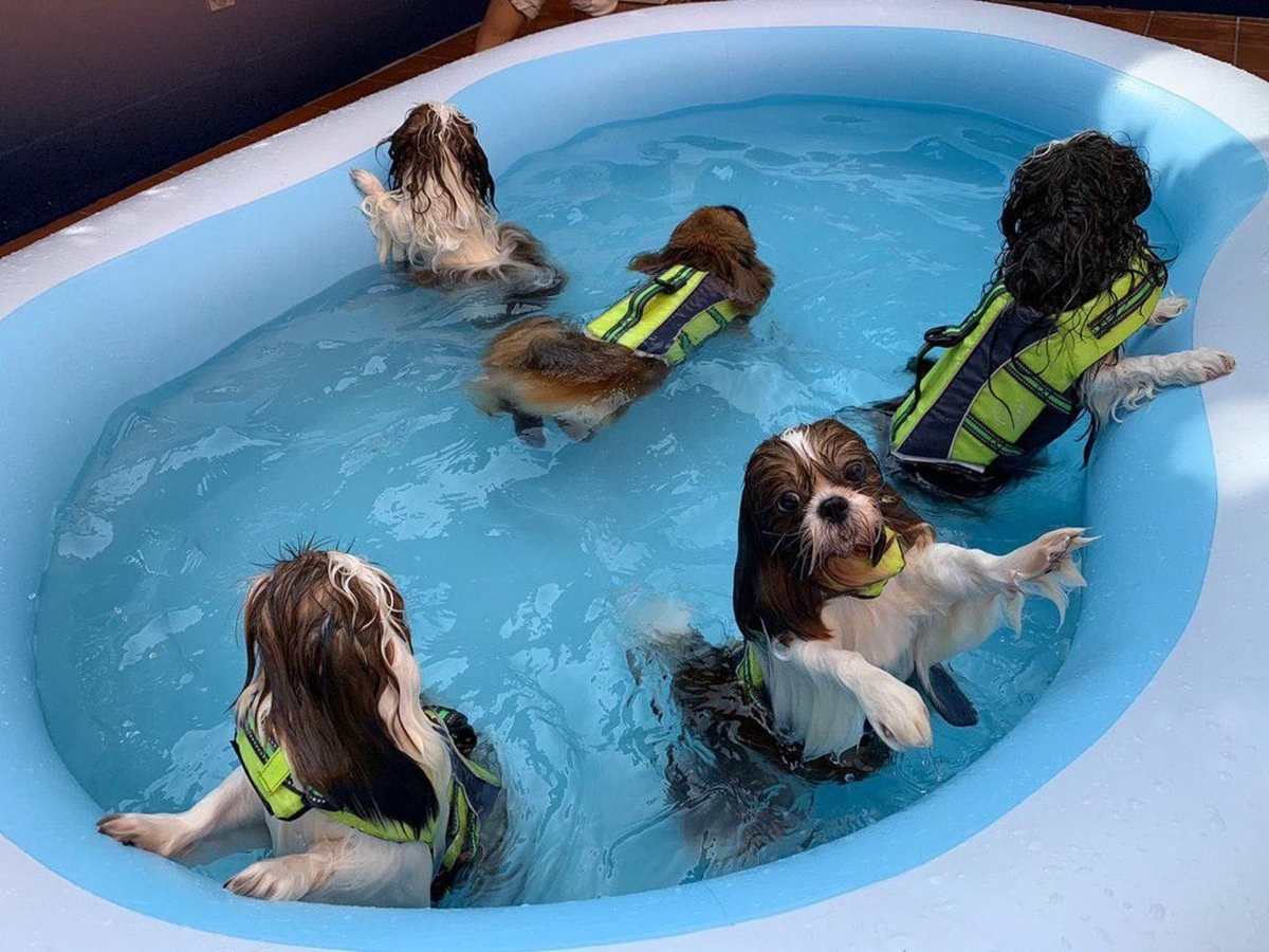 何超儀在豪宅為愛犬準備充氣泳池,連愛犬都非常識歎~