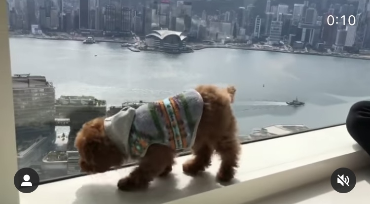 郭可盈的豪宅有着無敵靚海景,採光亦十分充足