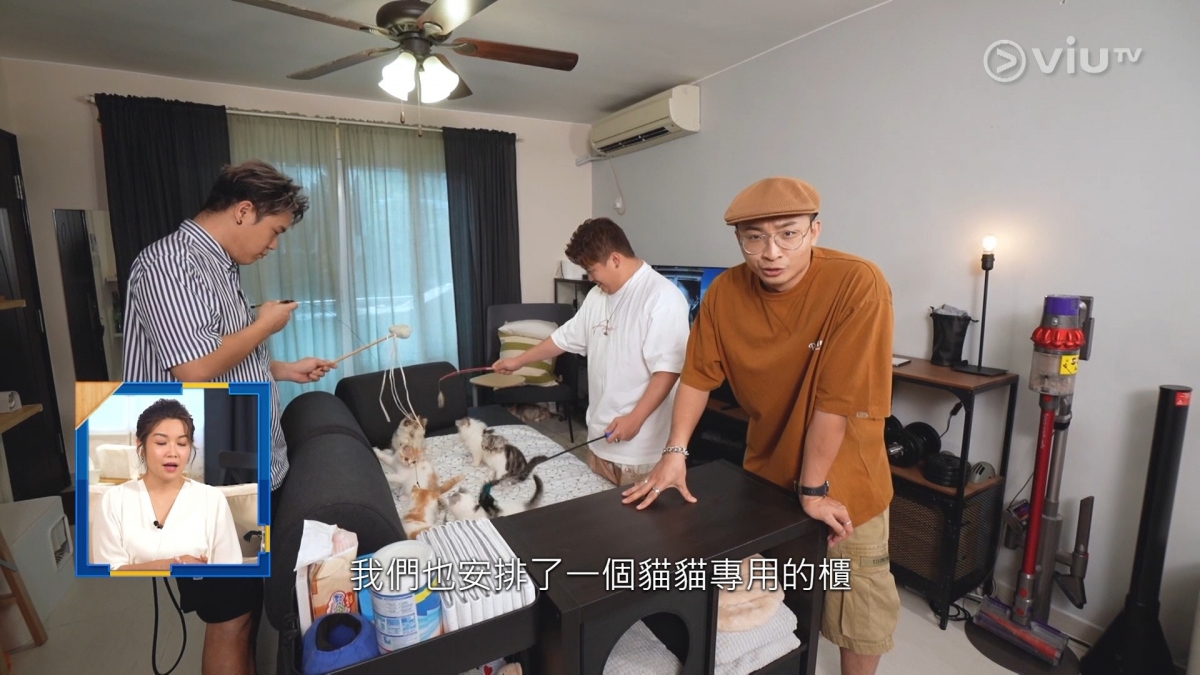 貓咪房變身為肥仔的房間,7隻貓咪的居所就被移到客廳中間