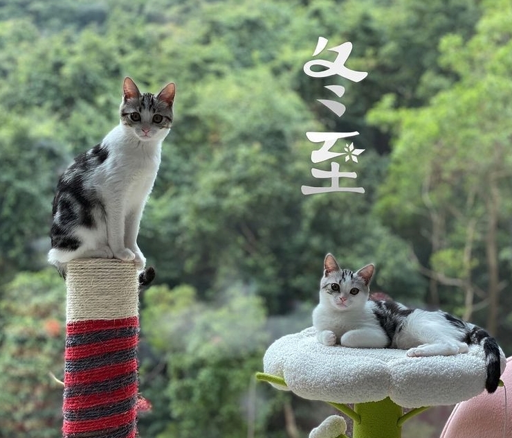 愛貓身後的無敵山景