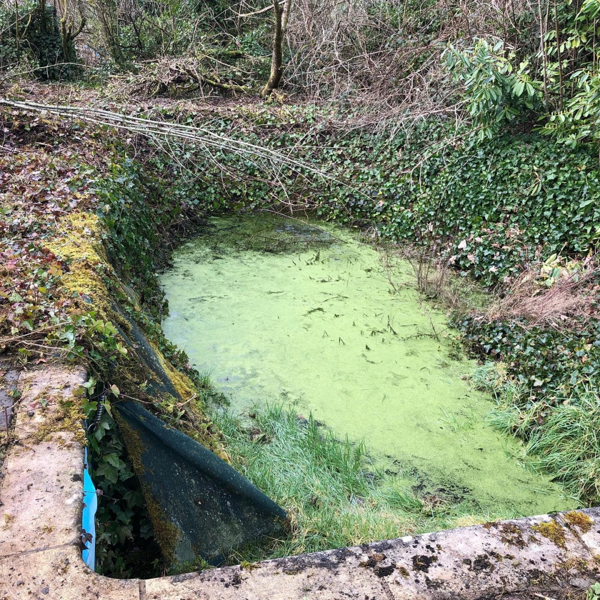 20多年來,長滿荊棘,覆蓋了整個網。