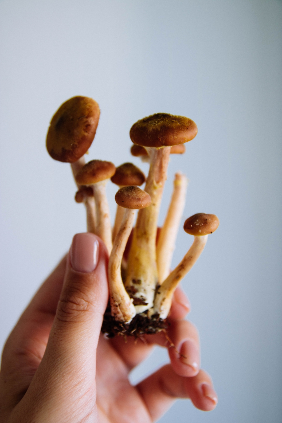 真菌類