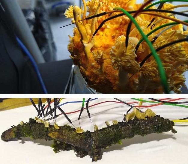 研究過程照片