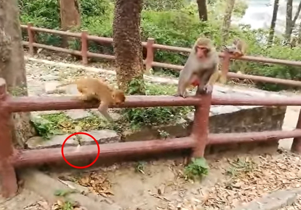 紅色圈中的糖紙