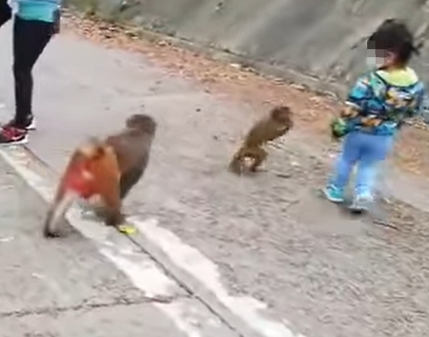 餵食猴子要拎牌