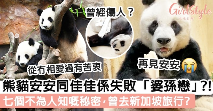 熊貓安安同佳佳係失敗「婆孫戀」？!七個不為人知嘅秘密，曾去新加坡旅行？