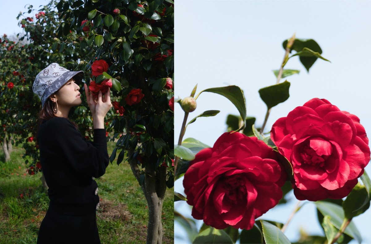 淡淡紅色的山茶花竟是無香，非常純淨～