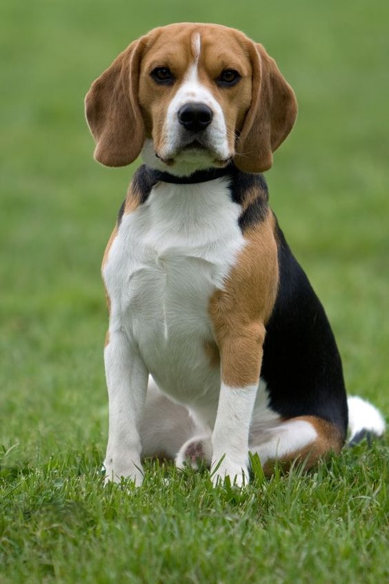 比格犬