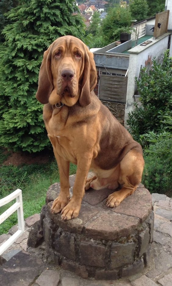 尋血獵犬