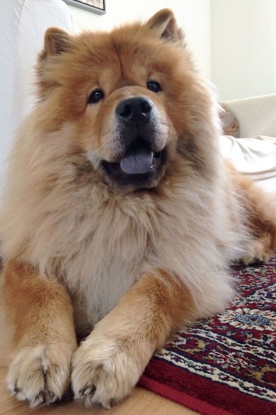 鬆獅犬