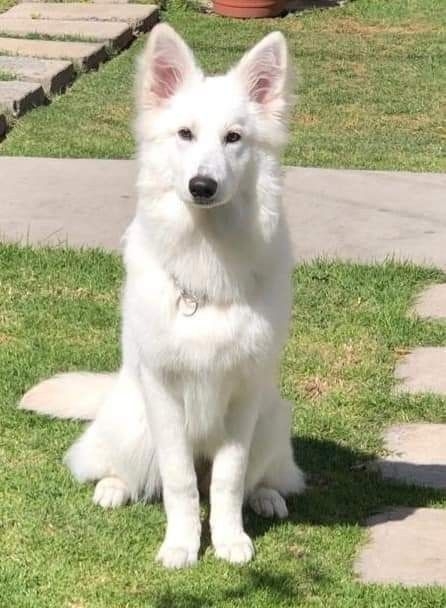 白色瑞士牧羊犬