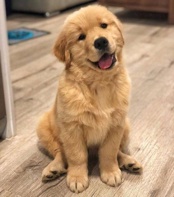 金毛尋回犬