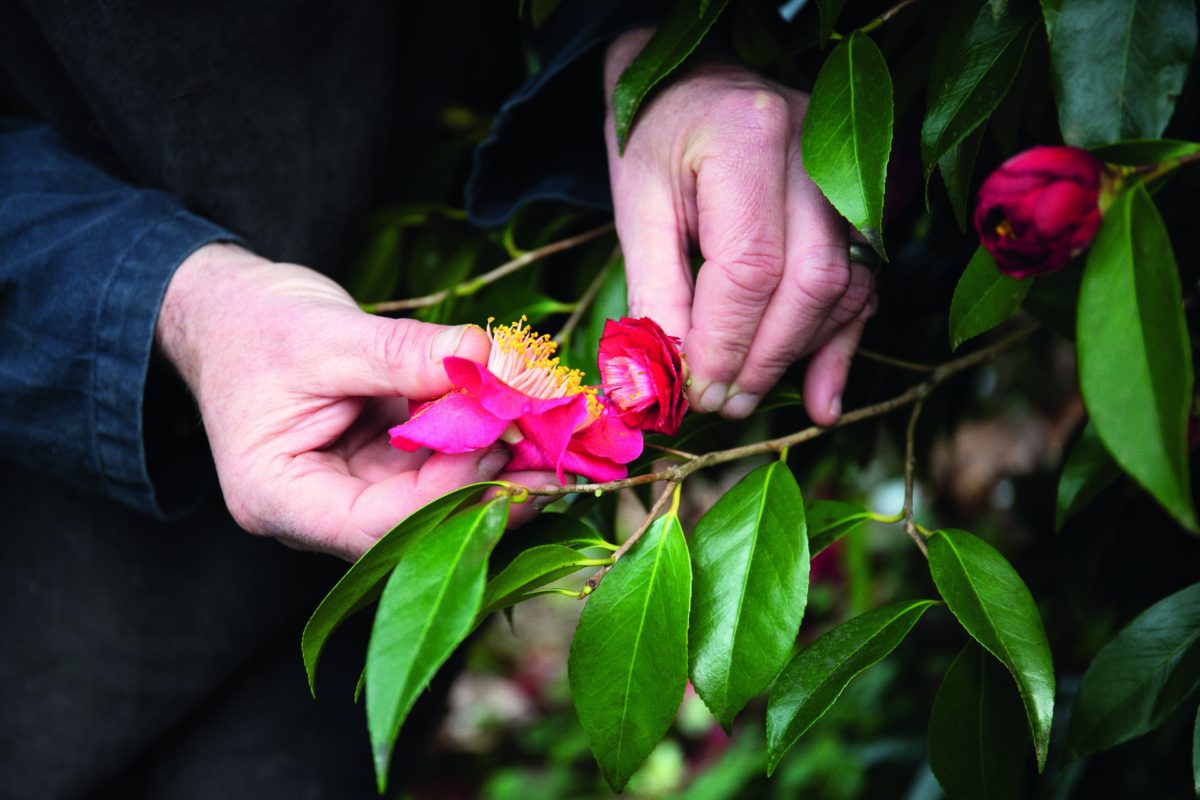 選取紅山茶花The Czar，它能在惡劣天氣下綻放，具有頑強的生命力。