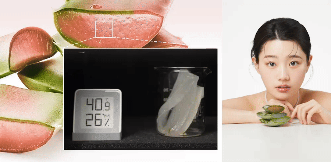 生長在極端環境中的蘆薈為自我保護，會產生舒緩成分，並轉變為粉紅蘆薈。