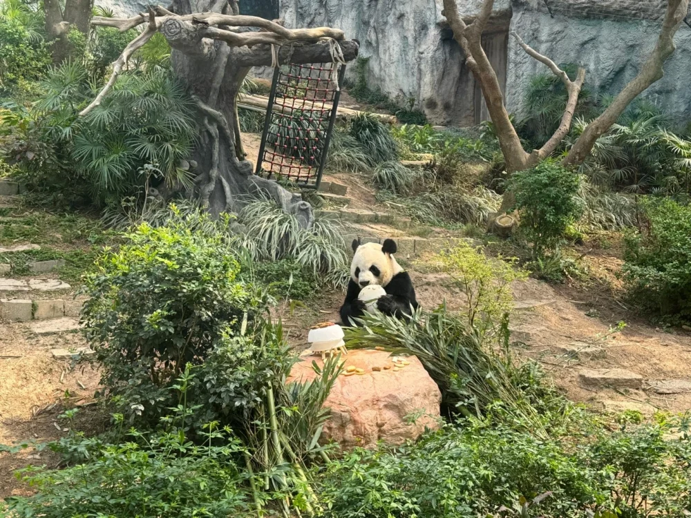 上個月,是熊貓開開的16歲生日,不少遊客一起來慶祝
