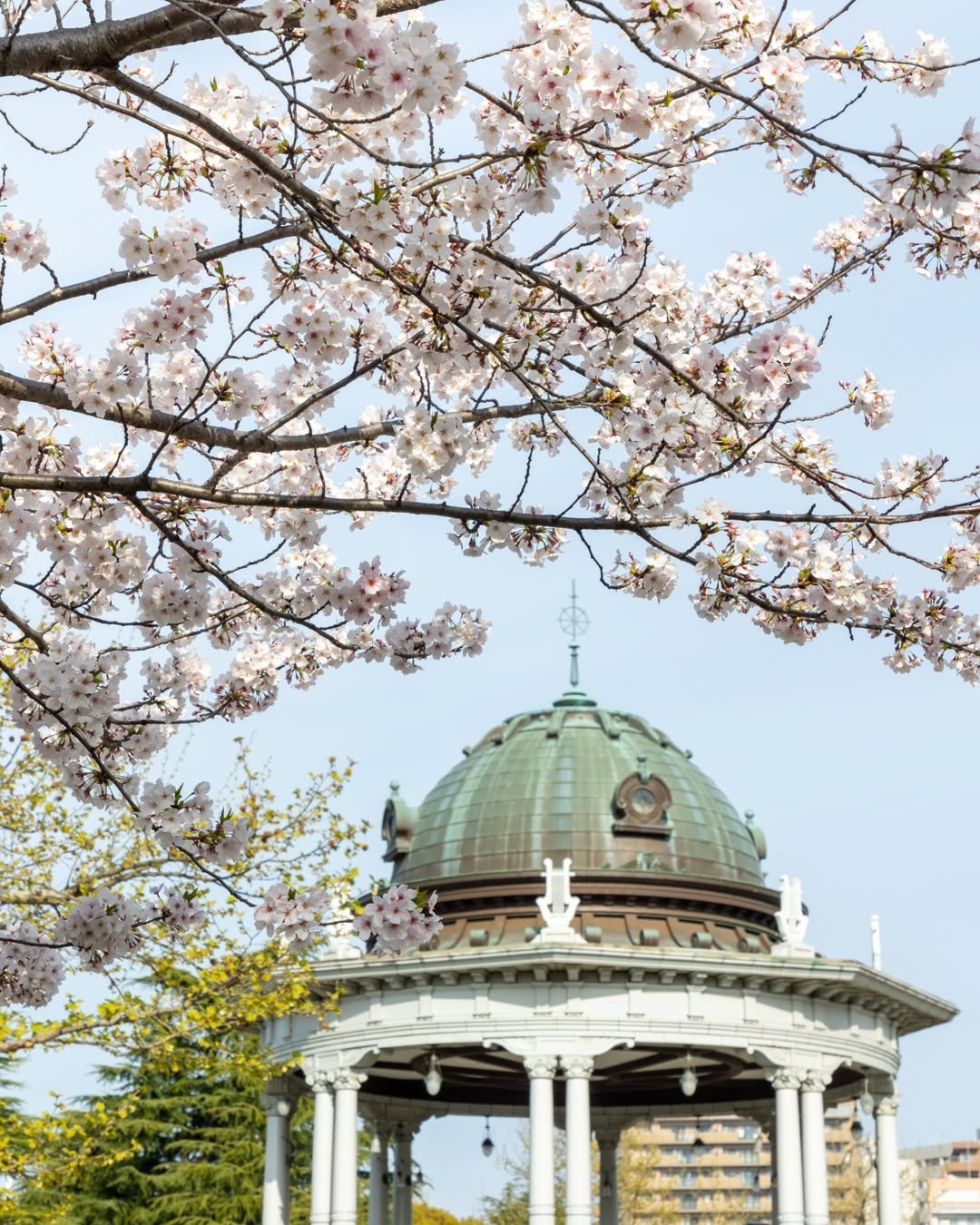 滿樹粉白櫻花爭相綻放,後方一座綠銅圓頂的亭子靜靜伫立,櫻花與新葉交織,感覺春天真的來了!(Photo by nagoya-info)