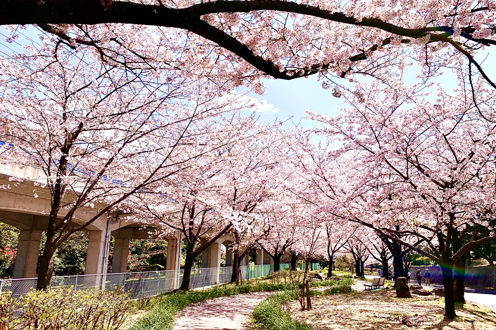 櫻花沿著小路排滿,粉白的花朵在陽光下閃閃發亮,旁邊還有高架橋,感覺走在這裡就能感受到到春天的浪漫!(Photo by IG@arakogawapark.jp)