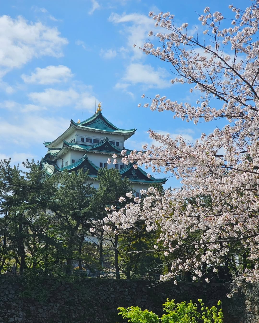 名古屋城天守閣屹立於藍天白雲下,城前櫻花枝條爭相盛開,綠樹環繞,營造出典雅的春日風景。(Photo by nagoya-info)
