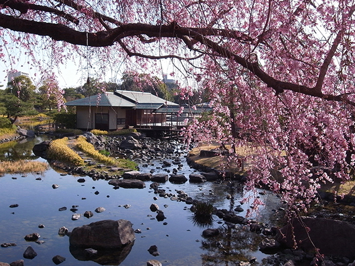 垂枝櫻花如粉色瀑布垂落,映襯著日式庭園和小溪,溪水倒映著櫻花與建築,整個場景彷彿靜止在浪漫的春天裡。(Photo by IG@shirotori_teien)