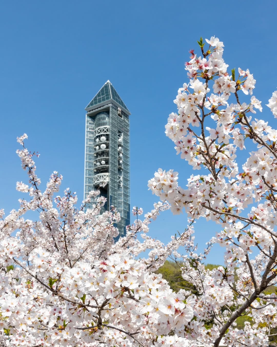 盛開的粉白櫻花在藍天下搖曳,背景是一座現代感十足的玻璃高塔,櫻花與建築相映成趣,春意盎然。(Photo by nagoya-info)