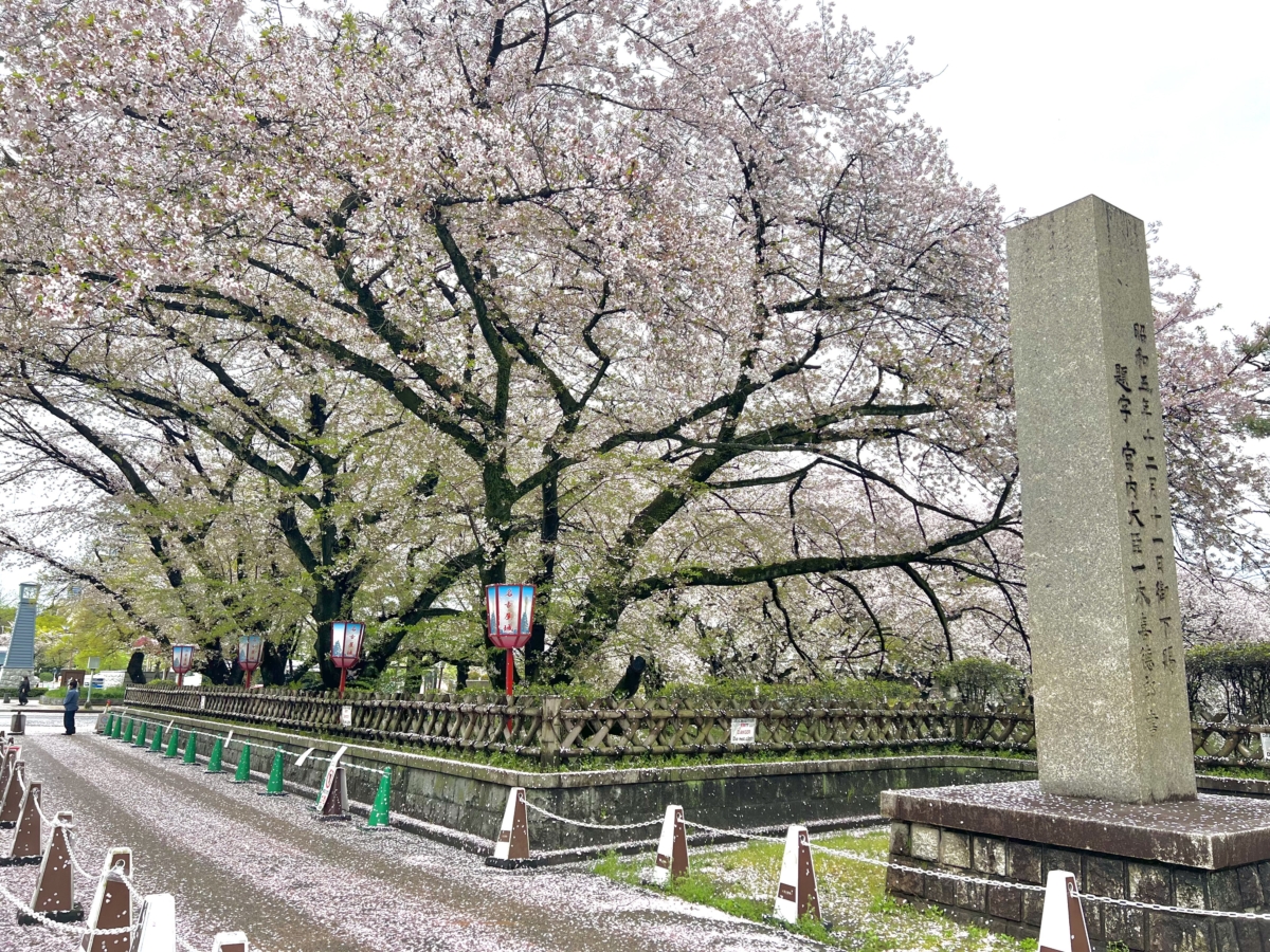 一棵櫻花樹開得正茂盛,粉嫩的花瓣像雪一樣灑滿一地。(Photo by 名古屋城官網)