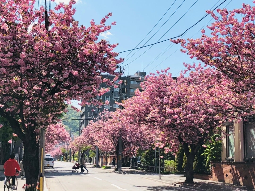 街道兩旁的八重櫻盛開,粉嫩花朵層層疊疊,把整條路染成夢幻粉色隧道。行人悠閒散步,單車騎士穿梭其中,春日氛圍滿滿!