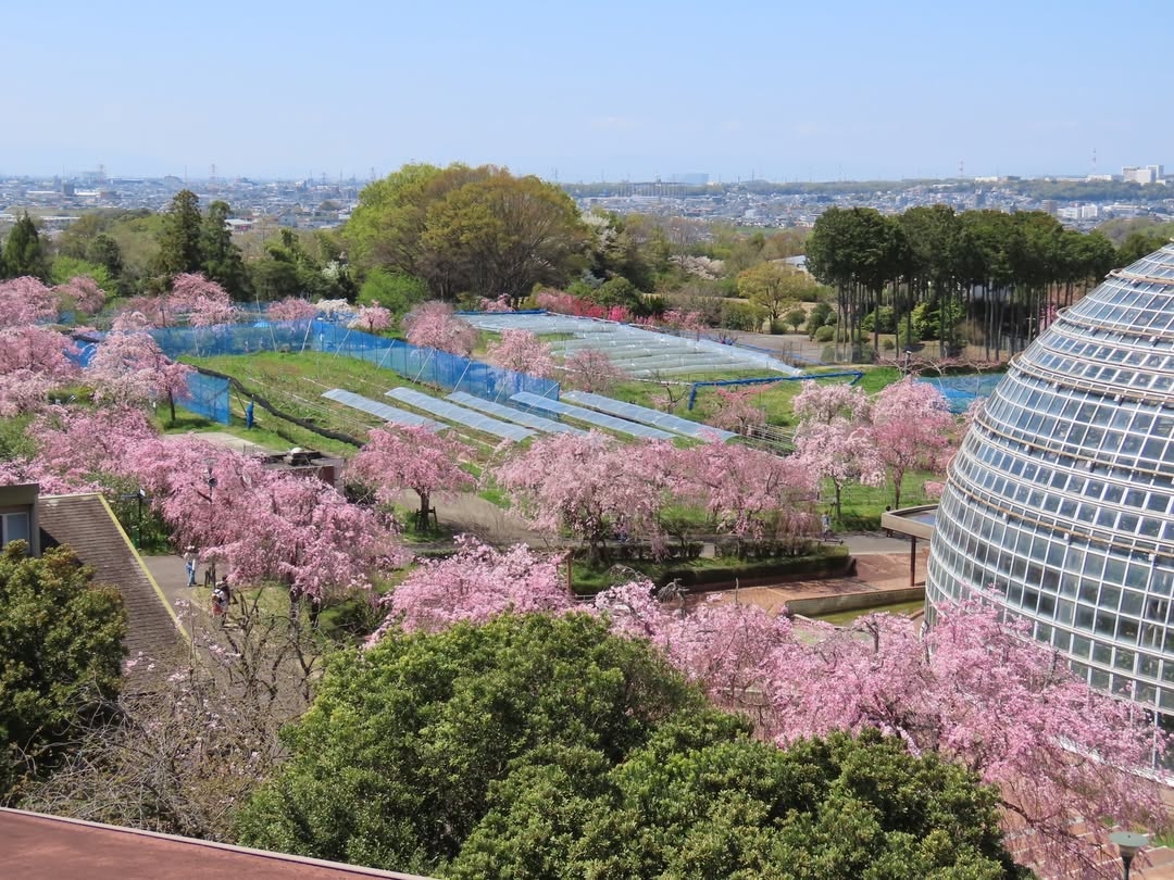垂枝櫻花像粉紅瀑布一樣垂落,整條路被花海包圍,走進去彷彿進入了浪漫的櫻花隧道,滿滿的春天氣息撲面而來。(Photo by tougokusan)