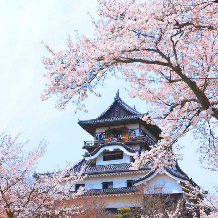 粉白櫻花環繞著犬山城,歷史悠久的城堡在春日花海中顯得特別迷人,仿佛穿越回了日本古時的浪漫時光,景色超級治癒!(Photo by 犬山城官網)