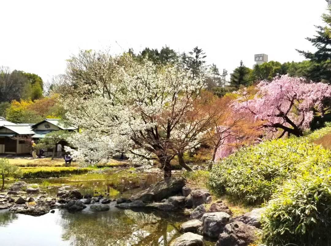 白色與粉色的櫻花樹在日式庭園中爭奇鬥艷,樹下小池水面映出花影,周圍綠意盎然,整個畫面充滿春日的輕盈美好。(Photo by IG@shirotori_teien)