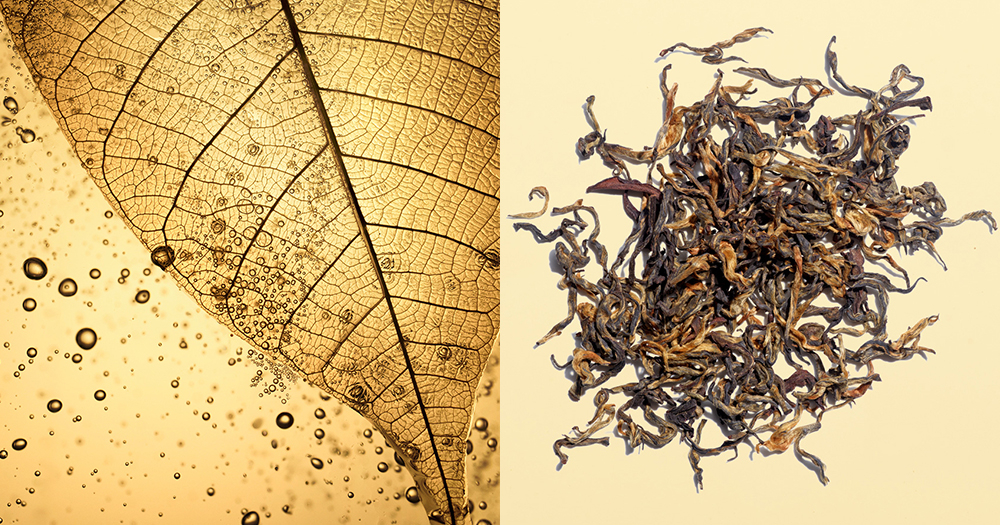 每瓶fresh紅茶精華水都蘊含於喜馬拉雅山經人手1年4次採摘的「尼泊爾金芽茶葉」獨家雙重發酵而成，將活性生物成分分解至更微細、更易滲透的分子。