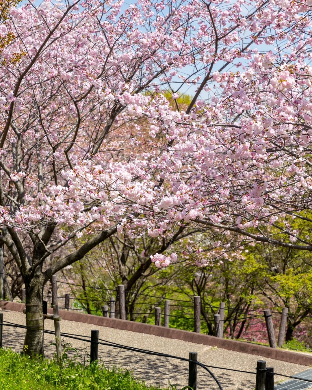 蜿蜒小路旁,粉色櫻花爭相綻放,樹影搖曳間透著陽光,步道與綠地相互映襯,營造出輕鬆愜意的春日氛圍。(Photo by nagoya-info)