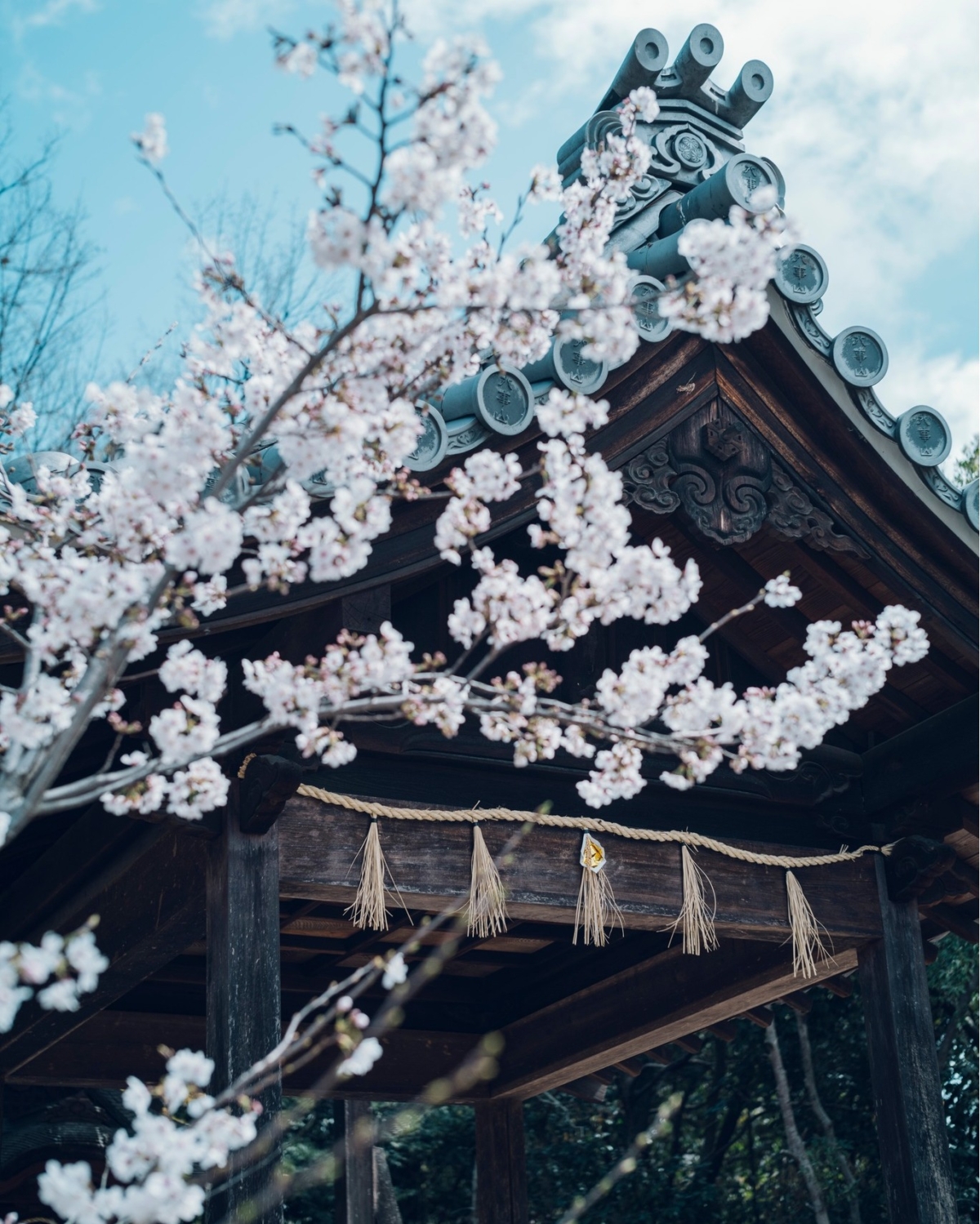 粉白櫻花迎風綻放,古樸的日式屋檐在藍天映照下顯得格外雅致,瓦片與木結構散發濃厚的傳統氛圍。(Photo by FB@八事山 興正寺)