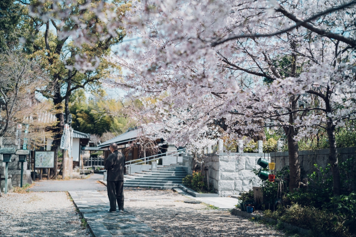 櫻花開得繁茂,枝頭鋪滿花朵,日式庭院小徑上有人駐足觀賞,石階與古建築融入春日景色中,寧靜而悠然。(Photo by FB@八事山 興正寺)