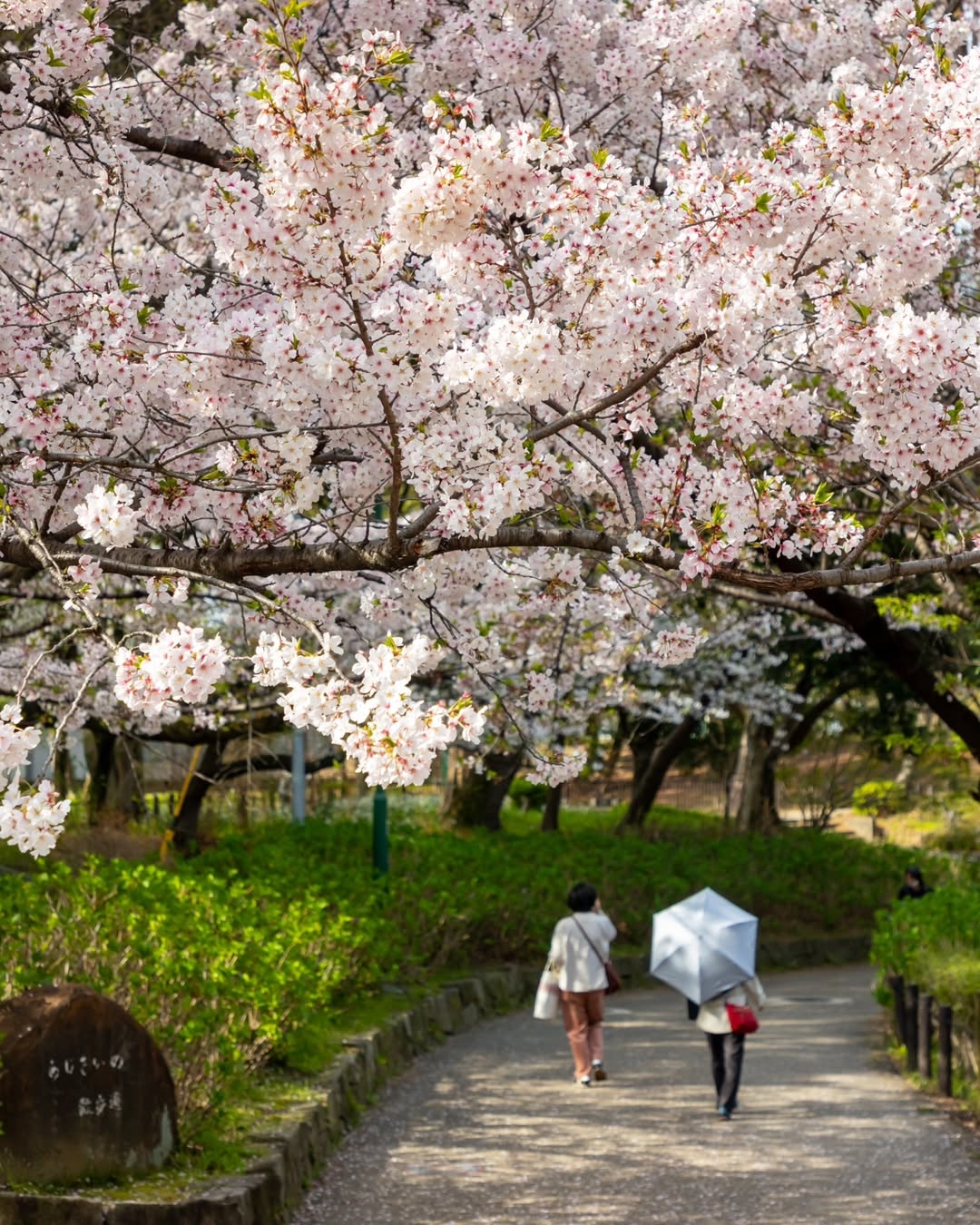 小路上兩人悠閒漫步,櫻花在頭頂開得熱鬧,路邊綠意盎然,整個場景讓人忍不住想慢下來好好享受。(Photo by nagoya-info)