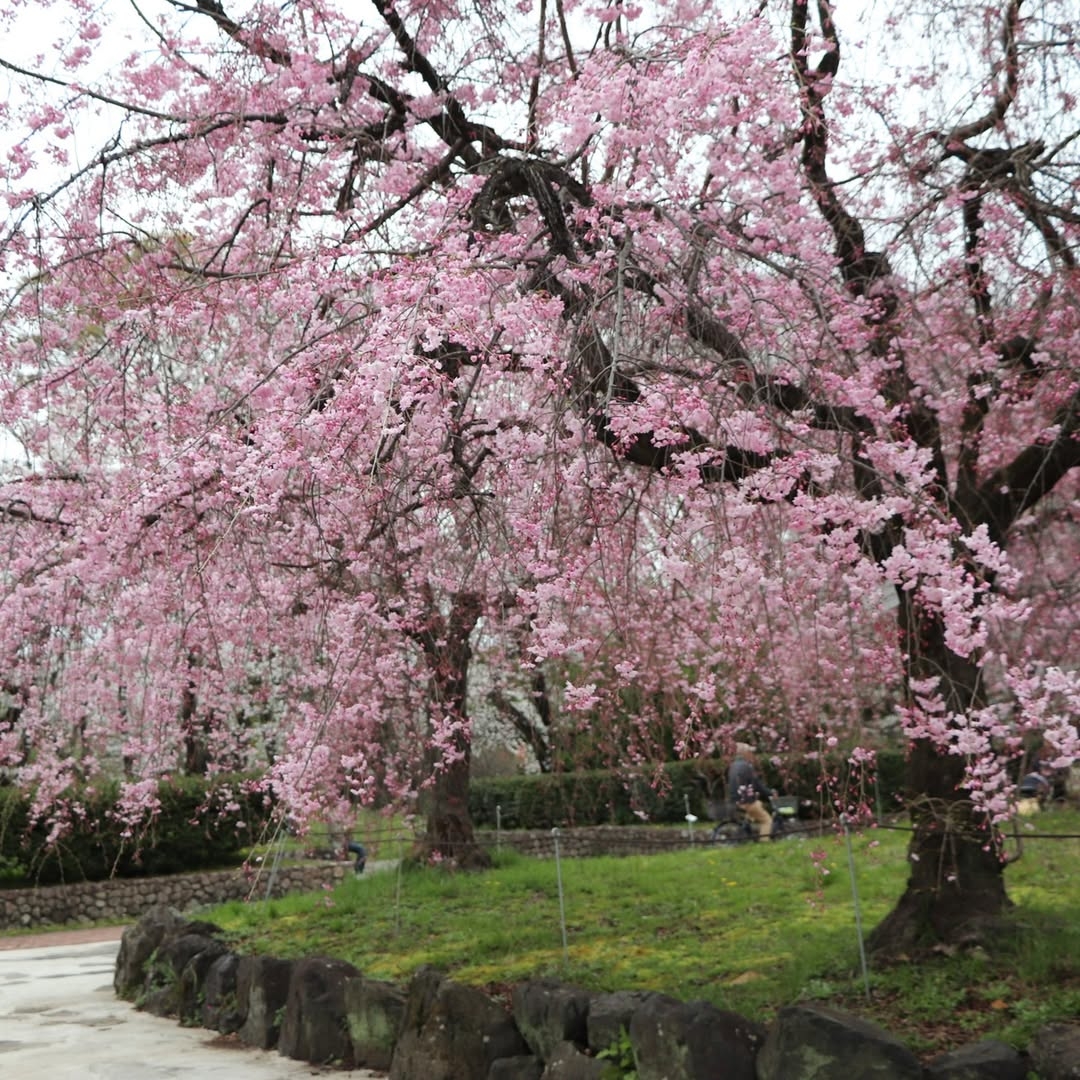 垂枝櫻花開得像粉紅瀑布一樣美,花枝垂到快碰地,旁邊綠草地配著石頭圍邊,有人悠閒路過,滿滿春天氛圍!(Photo by X@shonai_ryokuchi)