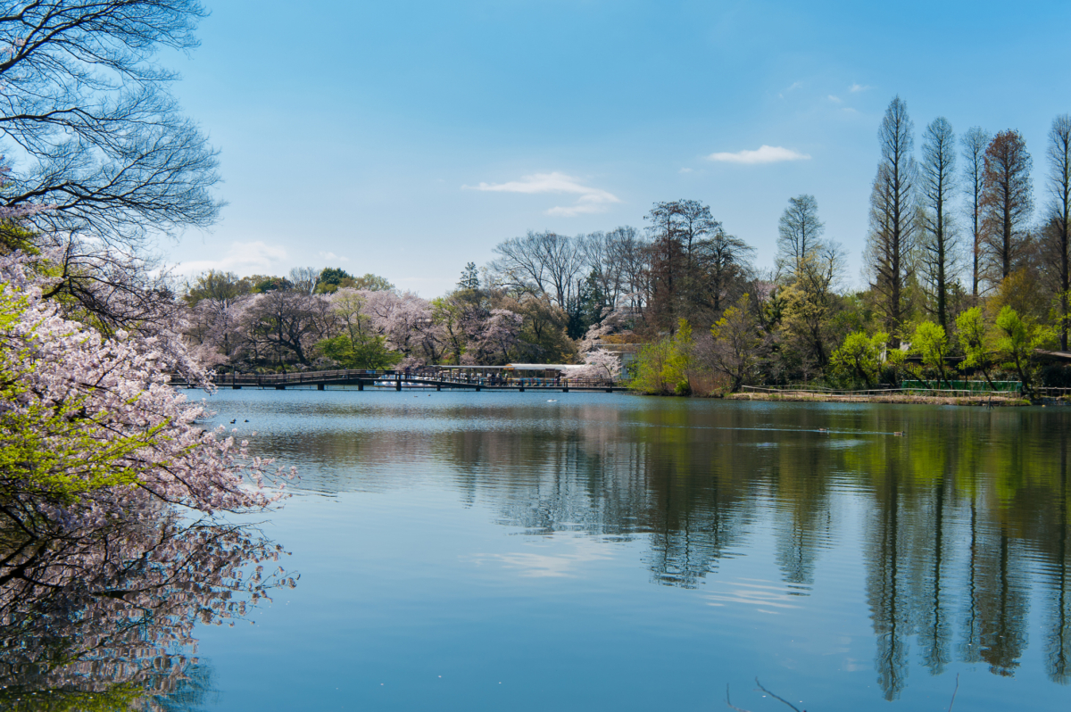 井之頭公園是日本第一座郊外公園,也是首座皇室賜贈的恩賜公園。