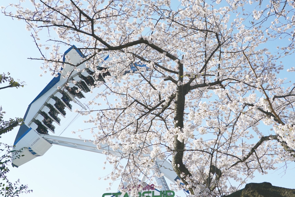 讀賣樂園是東京近郊超人氣賞櫻景點!