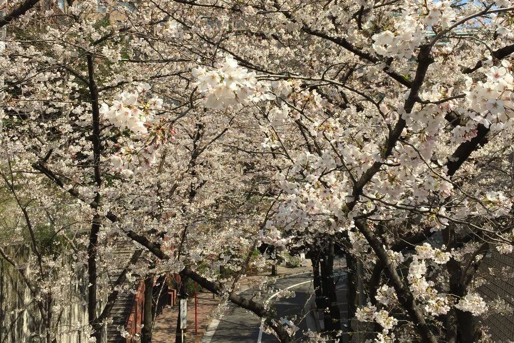 方舟山(Ark Hills)。