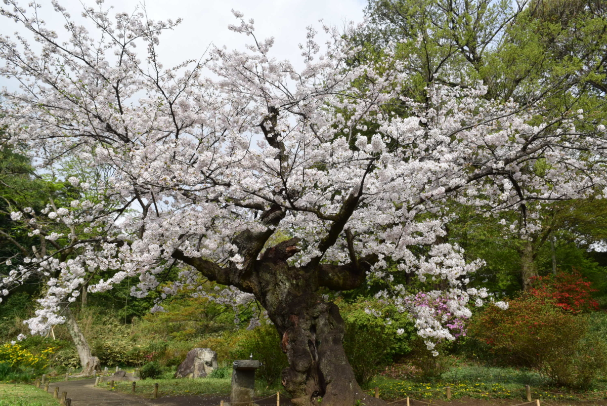 另一個人氣較低但同樣超值得打卡的枝垂櫻,位於較偏遠的區域,特別適合想要安靜賞花的遊客。