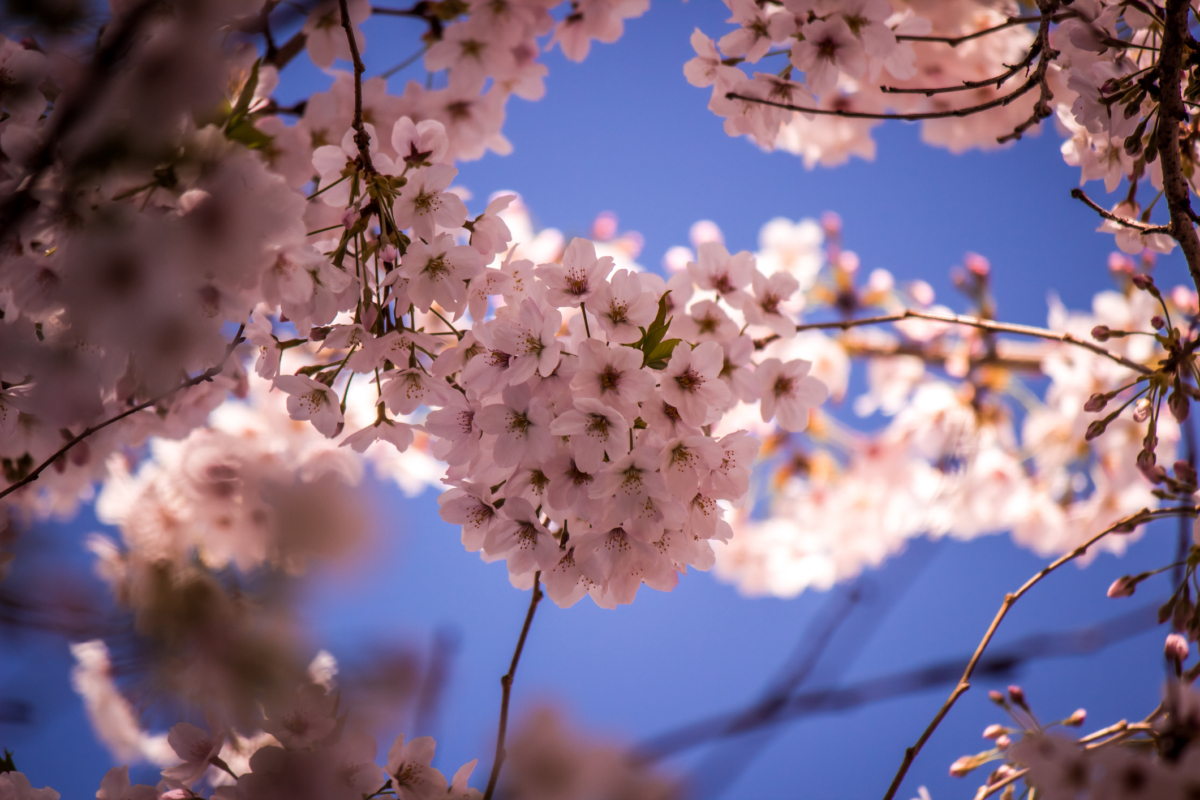 東京櫻花季將至,飛鳥山公園是超具歷史韻味的賞櫻勝地!