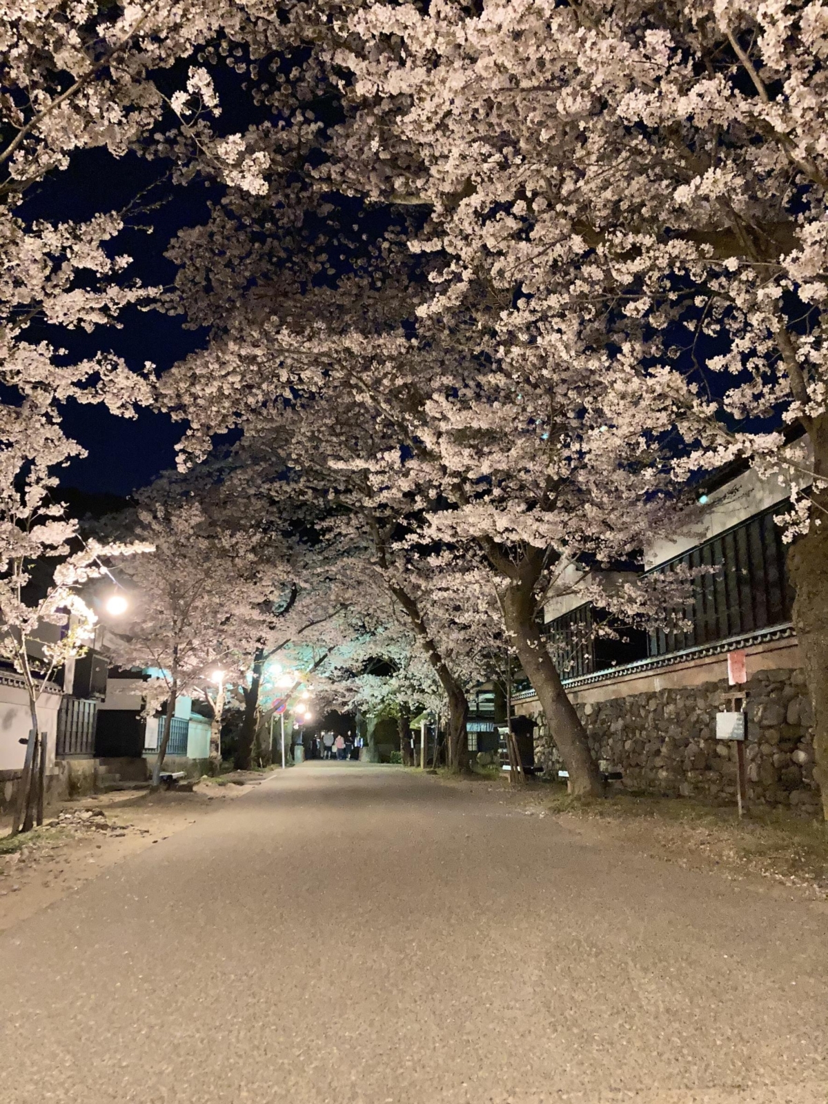 如果你想體驗夜晚櫻花的迷人魅力,杉野馬場街絕對值得一遊!